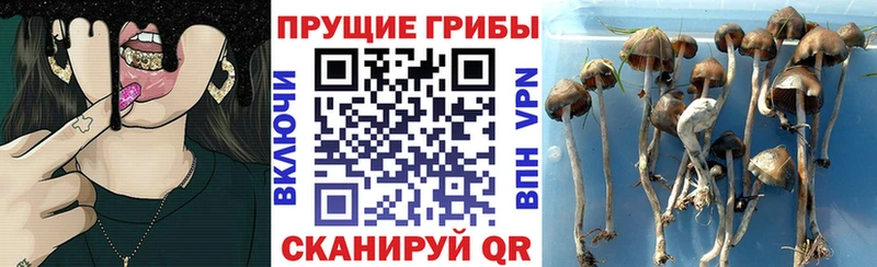Псилоцибиновые грибы Psilocybine cubensis  Елизово 